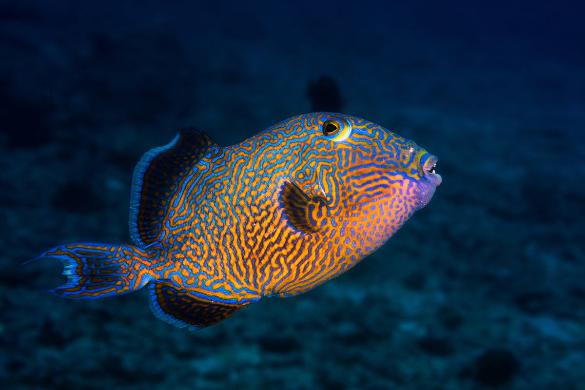 3-piece-aluminium-print-blue-triggerfish
