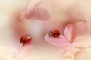 acrylic-print-ladybirds-on-pink-hydrangea
