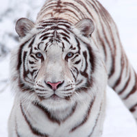 4-piece-canvas-print-the-king-tiger