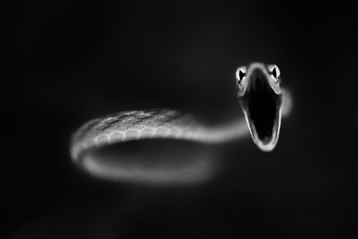 canvas-print-vine-snake-strike
