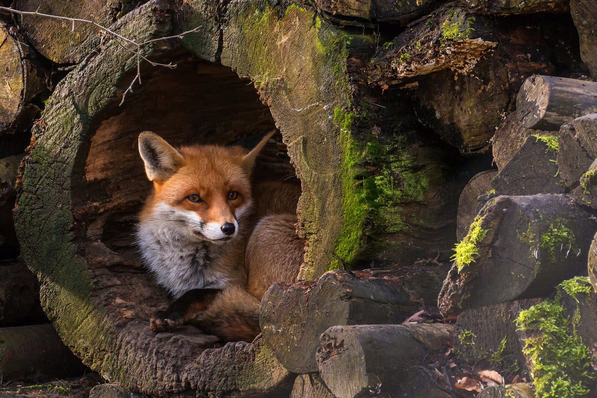 aluminium-print-fox-xqe