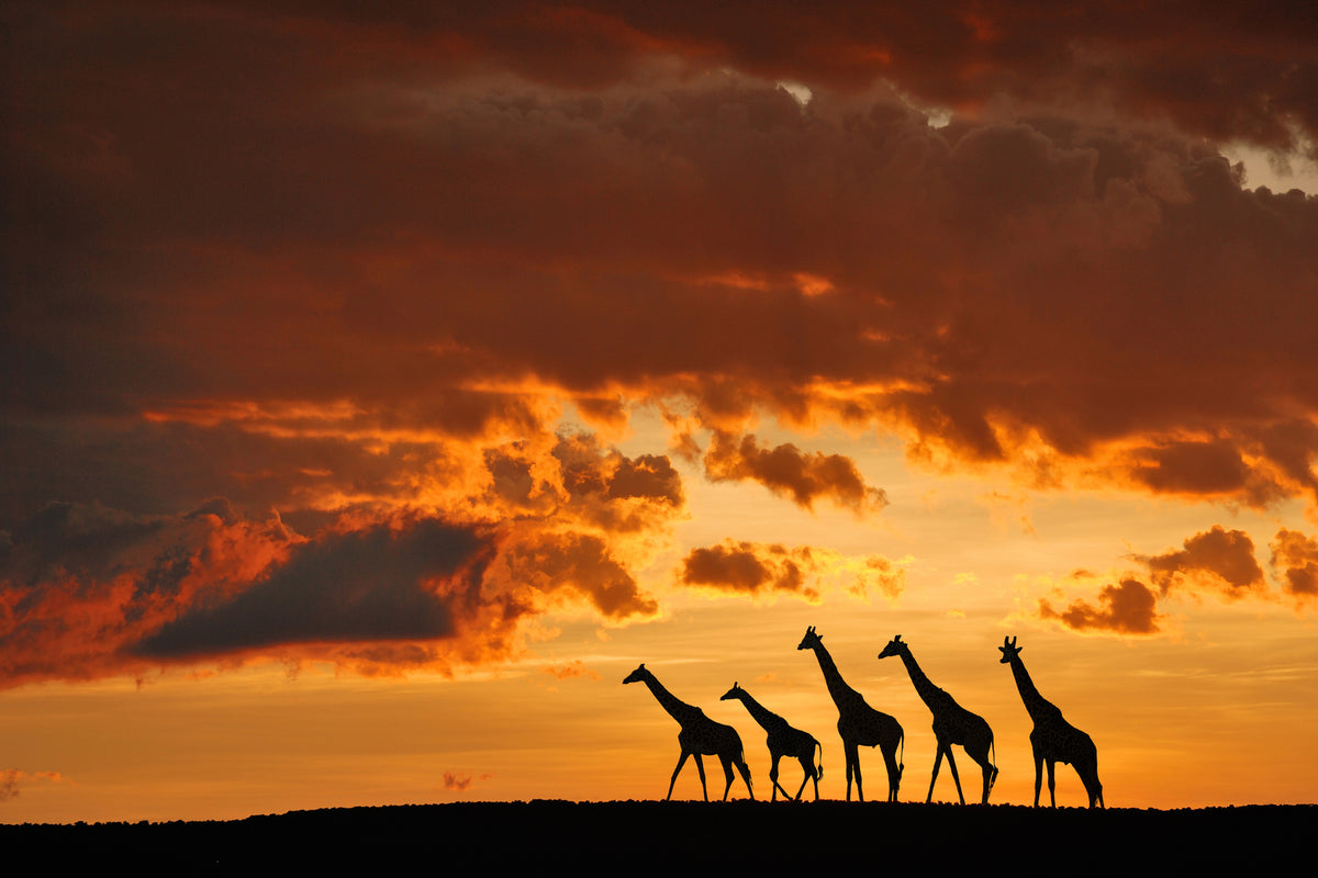 framedcanvas-print-five-giraffes-x