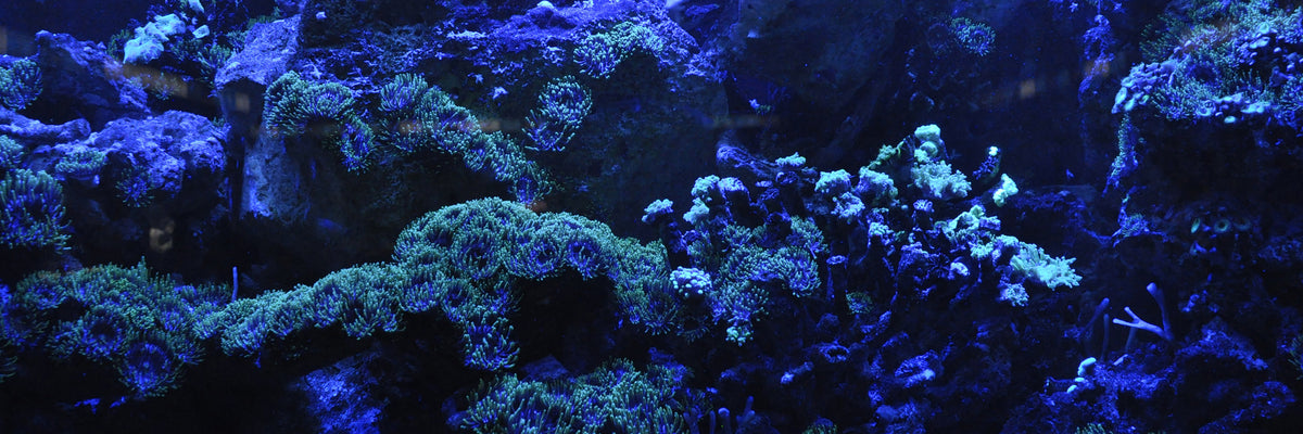 panoramic-aluminium-print-coral-reef-in-blue-panorama