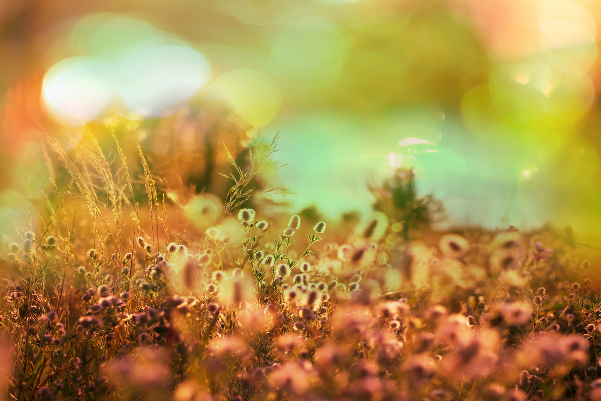 3-piece-canvas-print-flower-meadow-at-twilight