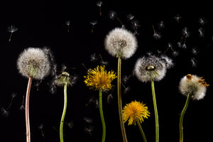 framedcanvas-print-the-phases-of-dandelion