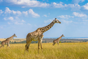 acrylic-print-trio-giraffes-x