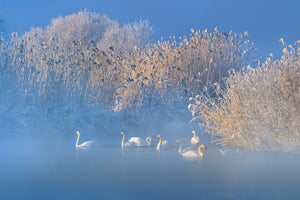 canvas-print-blue-swan-lake