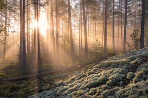 framedcanvas-print-foggy-morning-in-the-forest