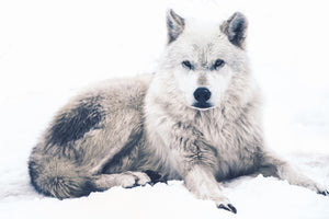 3-piece-aluminium-print-the-wolf