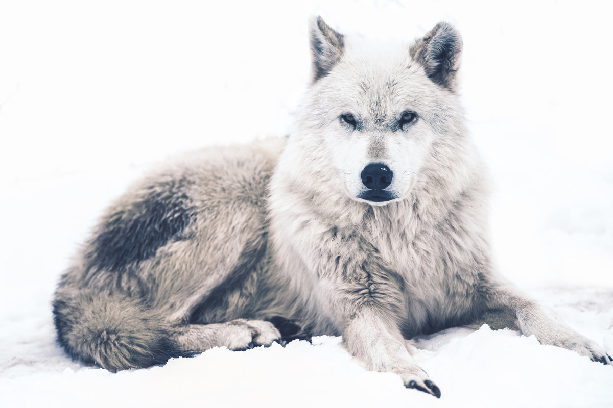 3-piece-aluminium-print-the-wolf