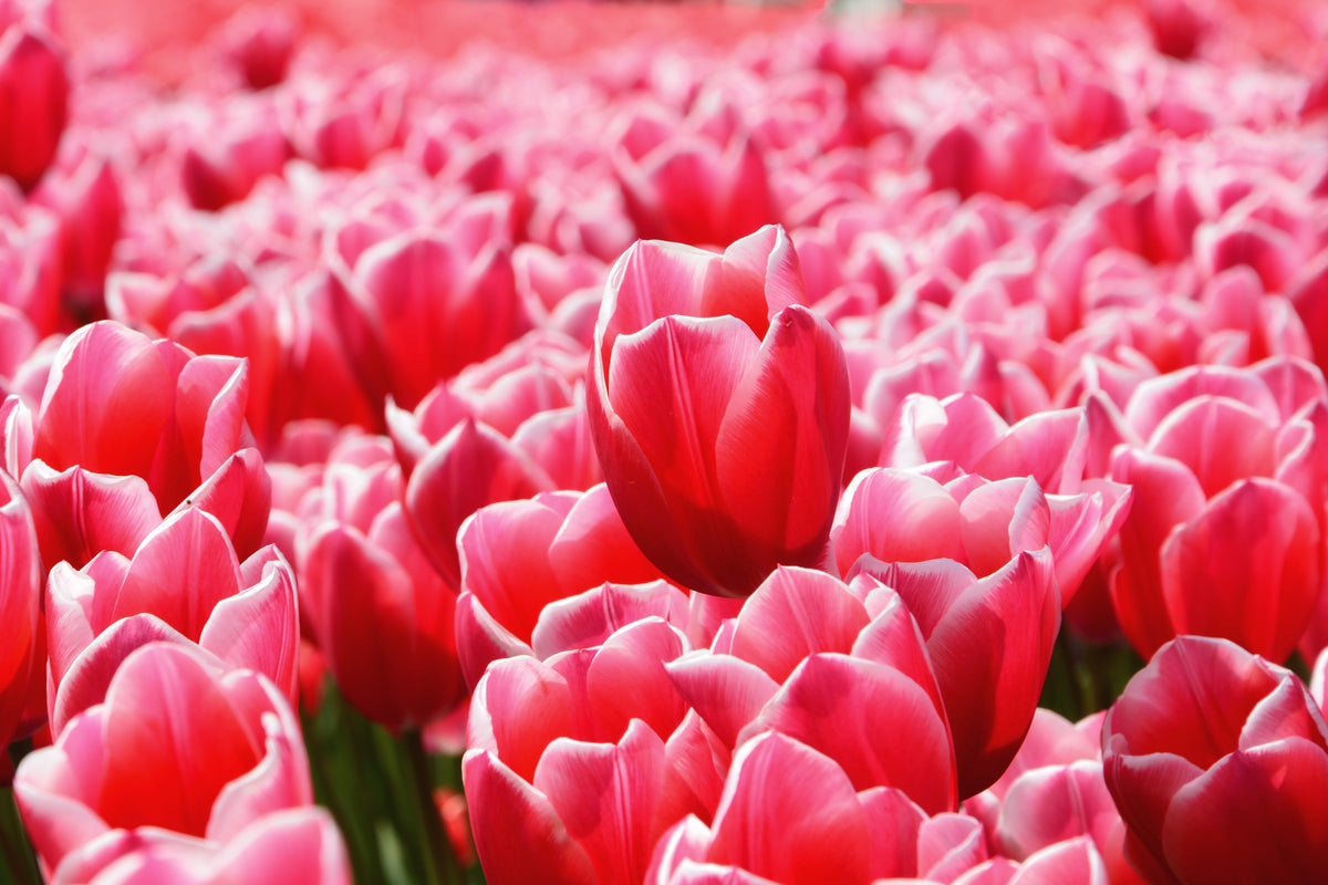 poster-print-happy-tulip-field