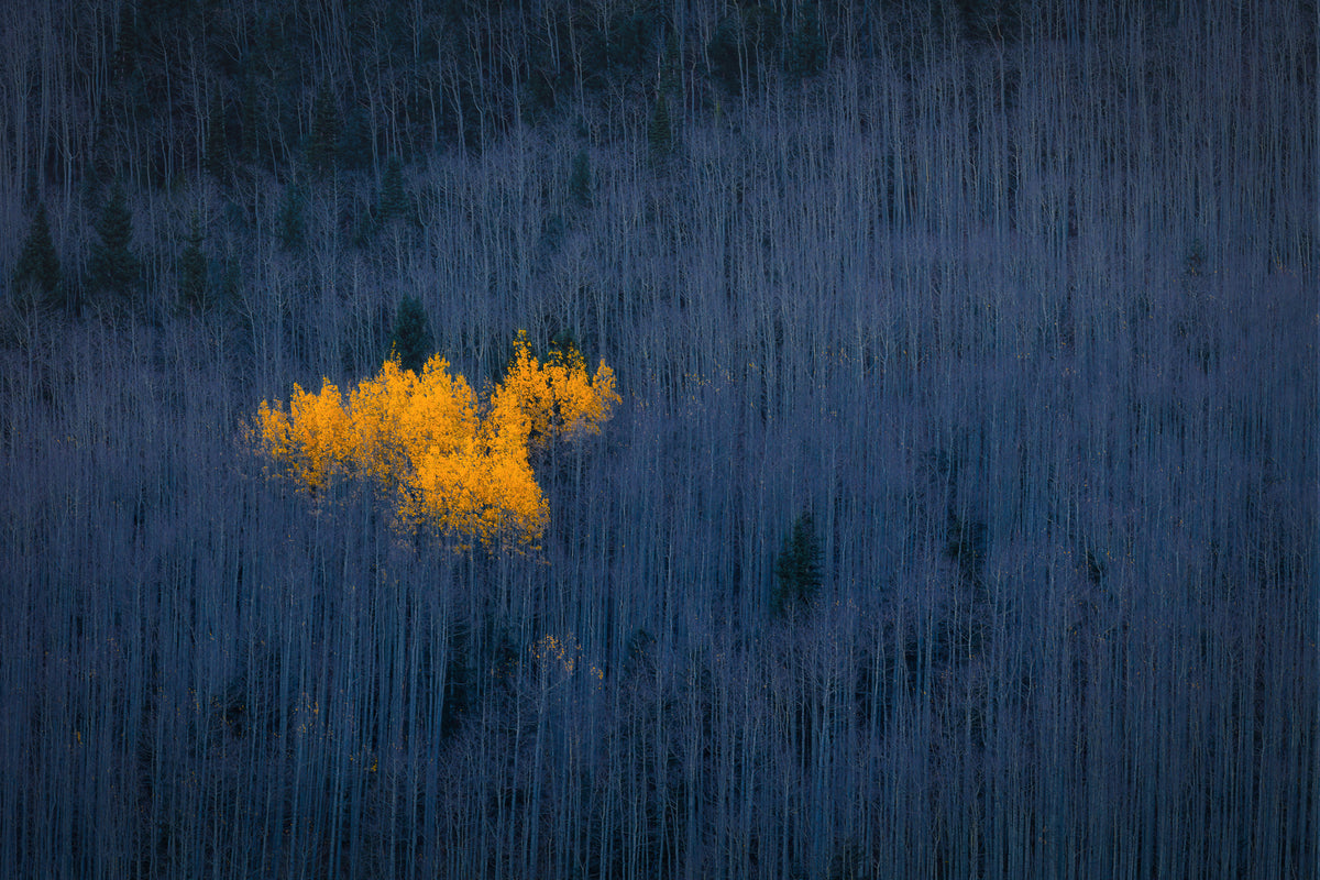 framedposter-print-heart-of-aspens