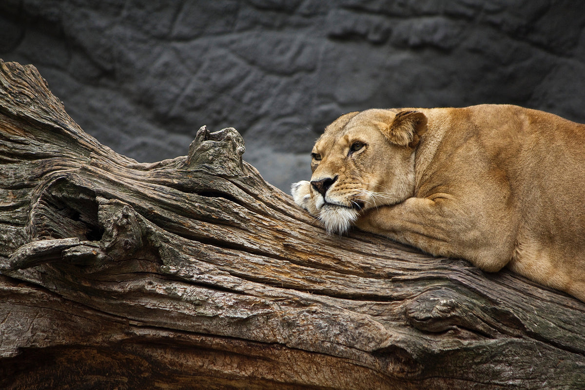 framedcanvas-print-dreaming-lioness
