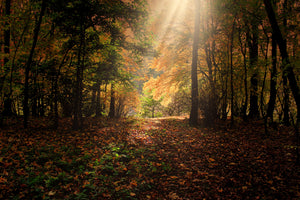 aluminium-print-the-deciduous-forest