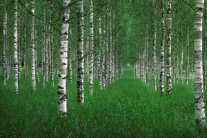 acrylic-print-the-tunnel