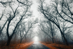 acrylic-print-mysterious-mood-in-the-forest