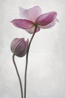 acrylic-print-a-little-touch-x