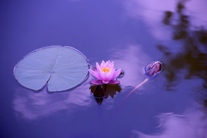 acrylic-print-lotus-flower