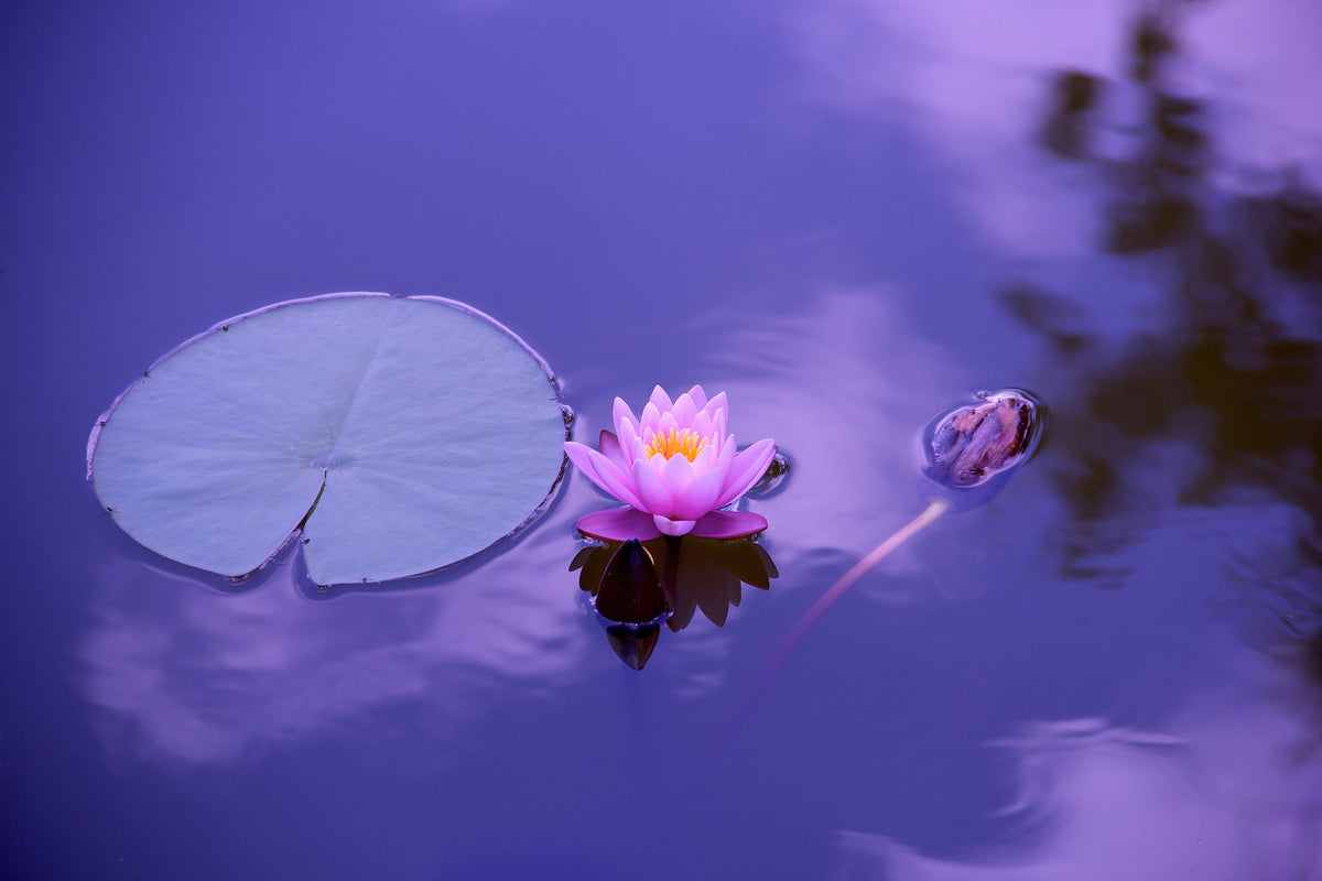 acrylic-print-lotus-flower