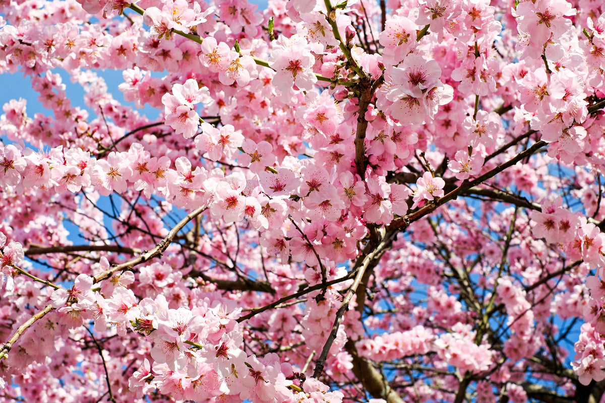 framedcanvas-print-wonderful-japanese-cherry