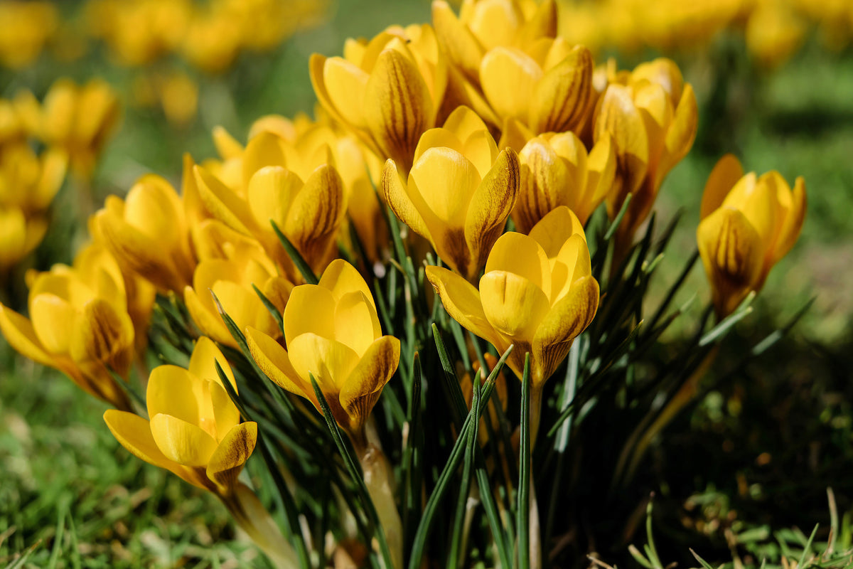 3-piece-canvas-print-crocuses-in-spring