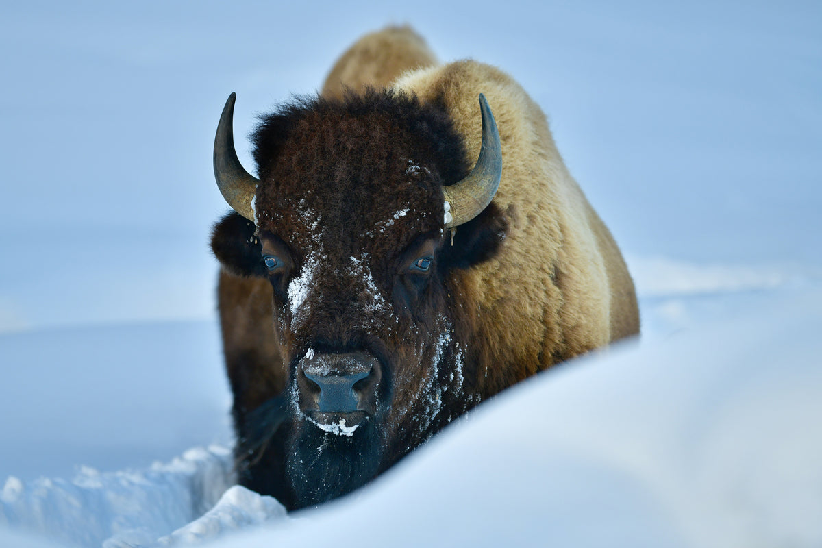 aluminium-print-winter-bison