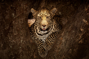 modern-3-piece-acrylic-print-leopard-resting-on-a-tree-at-masai-mara