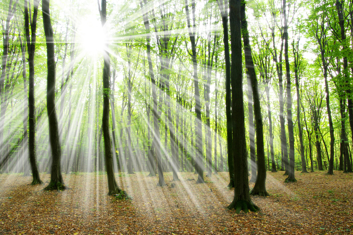 3-piece-acrylic-print-magic-light-in-the-trees