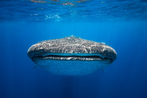 3-piece-aluminium-print-face-to-face-with-a-whale-shark