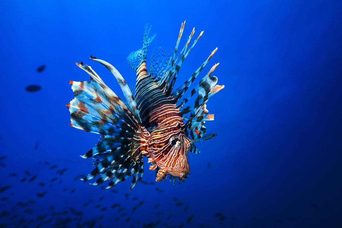 acrylic-print-lionfish-x