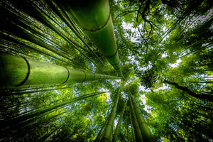 framedcanvas-print-arashiyama-x