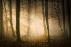 framedposter-print-november-whispers-x