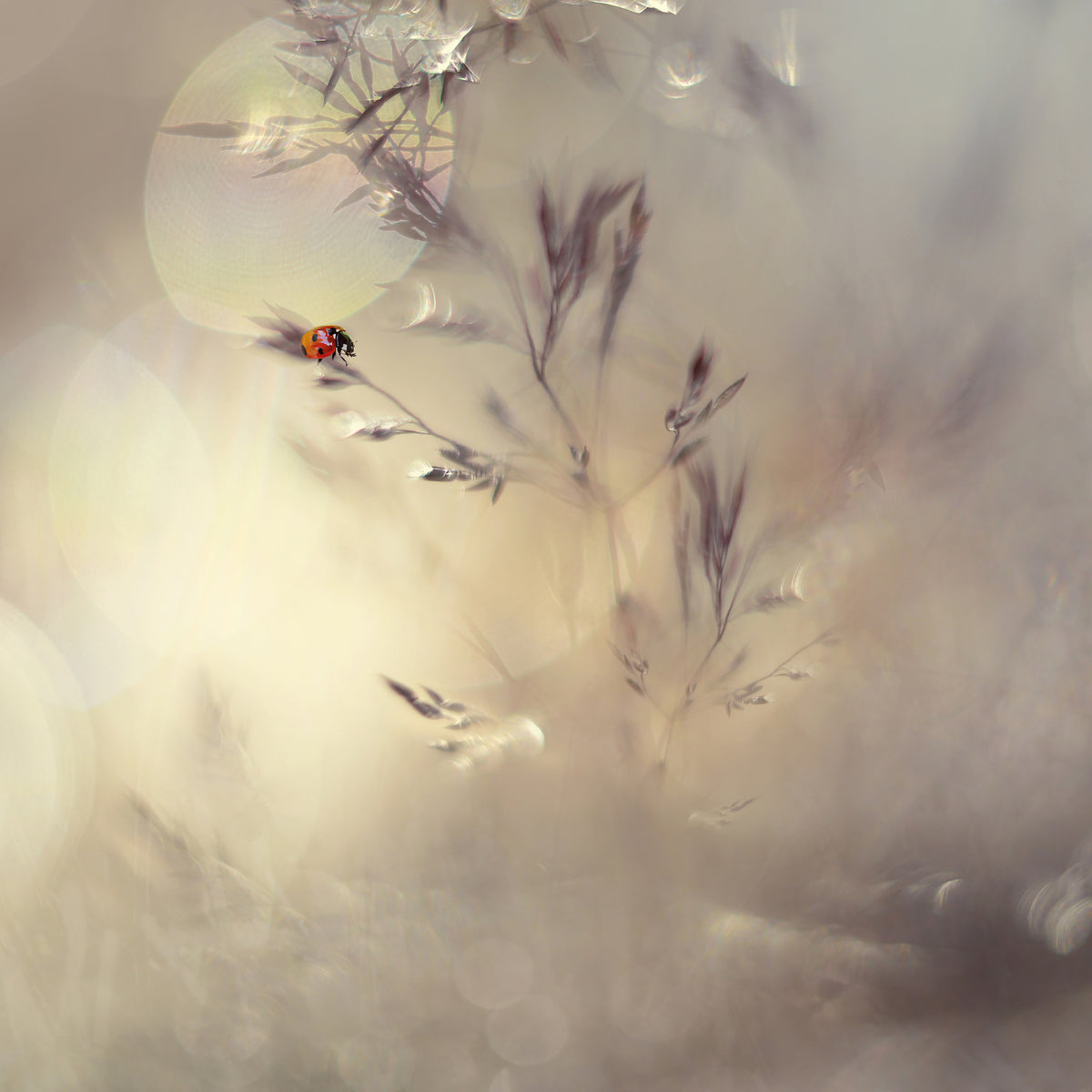 canvas-print-little-lady