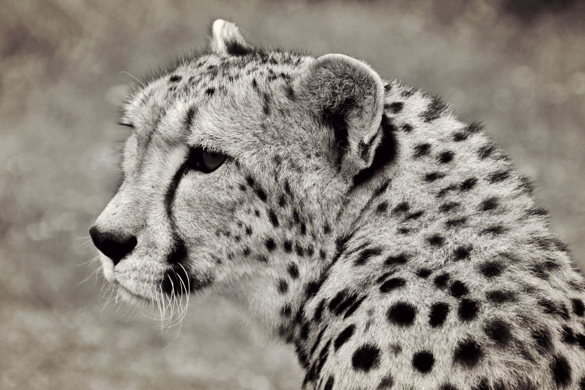 3-piece-canvas-print-beautiful-cheetah