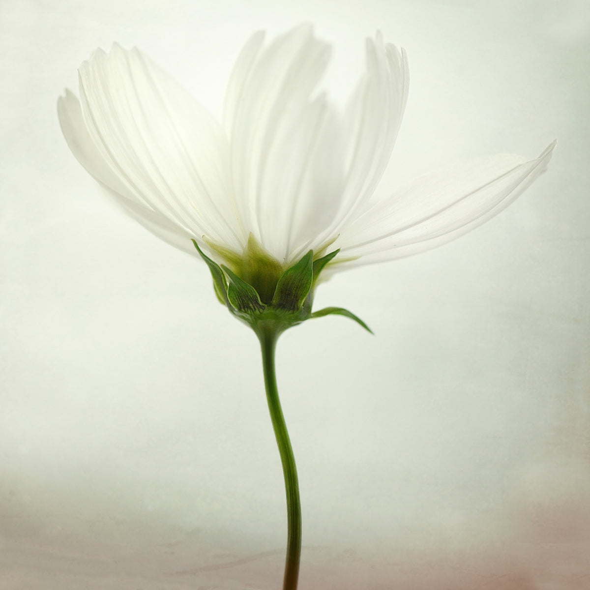 aluminium-print-white-cosmos