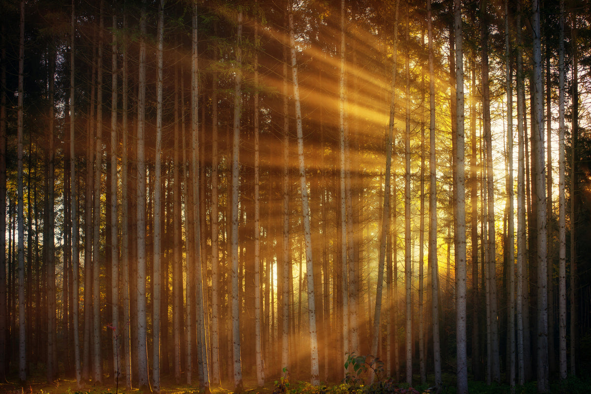 3-piece-canvas-print-trees-in-sunbeams