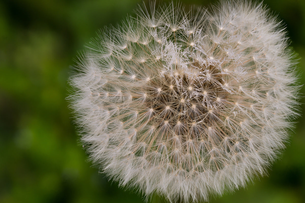 3-piece-acrylic-print-the-dandelion-in-nature