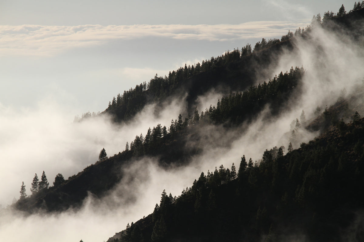 modern-3-piece-canvas-print-fog-in-the-woods