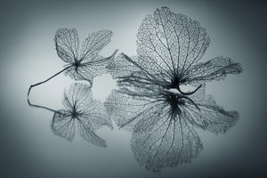 framedposter-print-ephemeral-beauty
