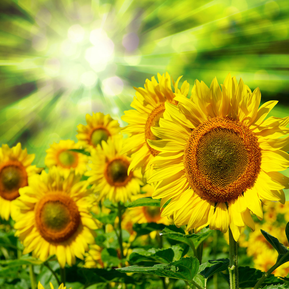9-piece-aluminium-print-the-sun-and-the-flowers