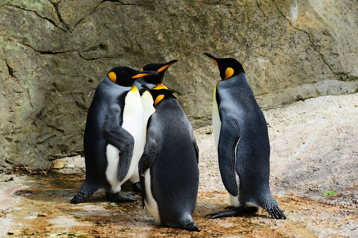 3-piece-canvas-print-king-penguins