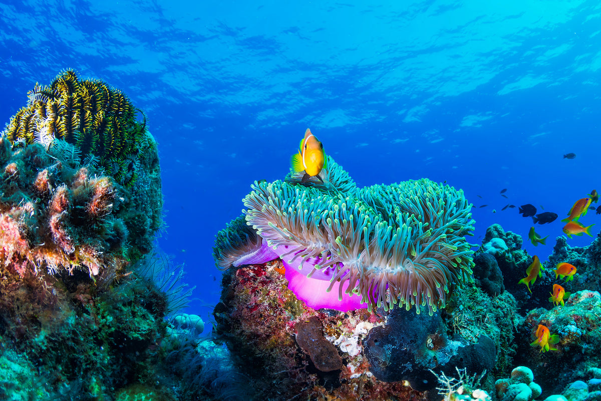 canvas-print-sea-life
