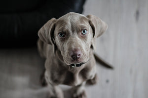 framedcanvas-print-the-weimaraner