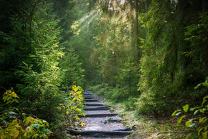 3-piece-aluminium-print-a-path-between-firs