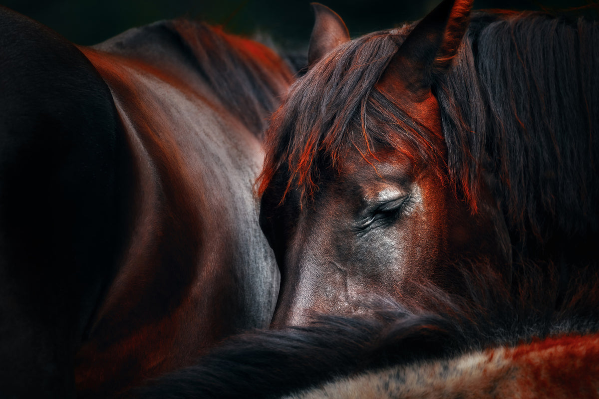 3-piece-acrylic-print-sleep-huddle