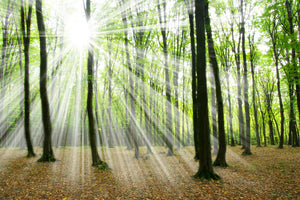 framedcanvas-print-magic-light-in-the-trees