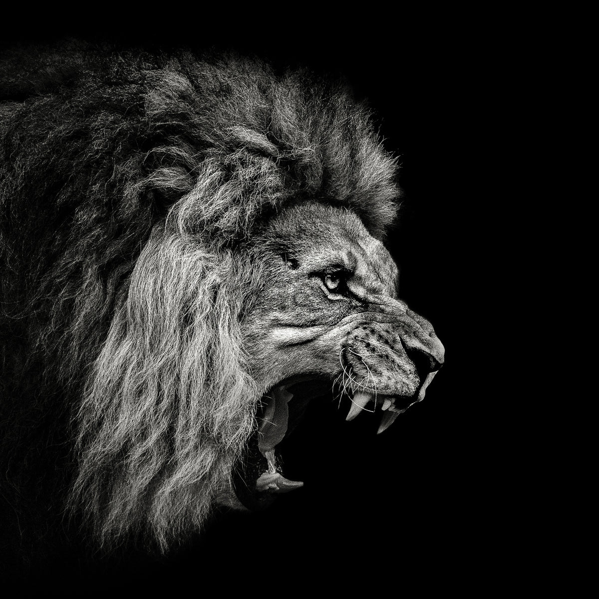 aluminium-print-roaring-lion-2-x