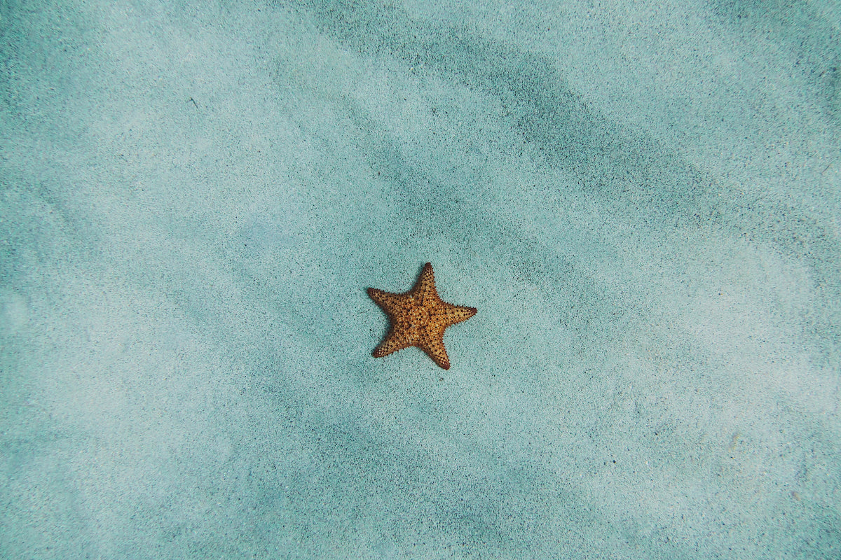 3-piece-canvas-print-the-little-starfish