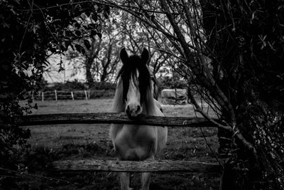 poster-print-the-horse-sw