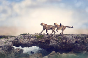 acrylic-print-two-cheetahs